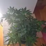 Clones salad run!🤪