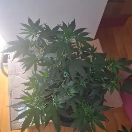 Clones salad run!🤪