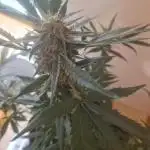 Auto moon rock... *Divine seeds contest*