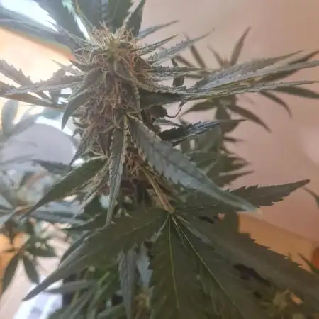 Auto moon rock... *Divine seeds contest*