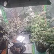 Clones salad run!🤪