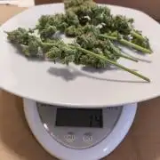 #1 - 1st ever - Royal Jack Auto Outdoor @ the Balcony