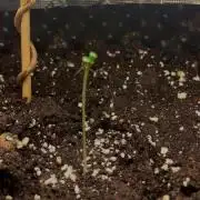 Purple Skunk Auto first legal grow in Germany take a Look 