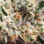 3rd Run Sherbzooka - Pheno #4/#5