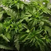 Black Light (Pheno Hunt) Wizard Trees