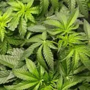 Black Light (Pheno Hunt) Wizard Trees