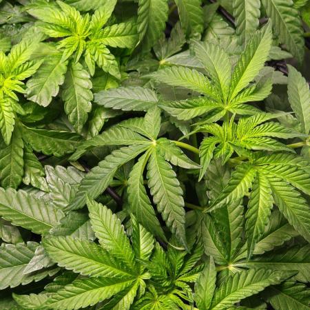 Black Light (Pheno Hunt) Wizard Trees
