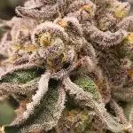 Last Dance - Wizard Trees