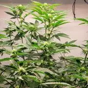 Sherbzooka #5 Apple Wood Pie / 2nd Run