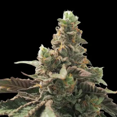 Sherbzooka (Wizard Trees) - cultivated by KEVS BEST