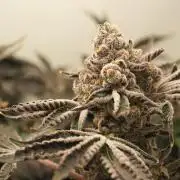 Last Dance - Wizard Trees