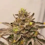 Sherbzooka - Pheno #3 - Wizard Trees
