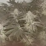 Last Dance - Wizard Trees