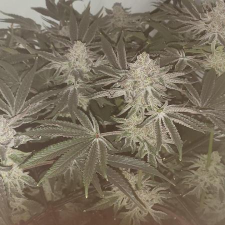 Last Dance - Wizard Trees