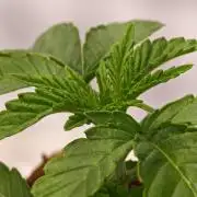Black Light (Pheno Hunt) Wizard Trees