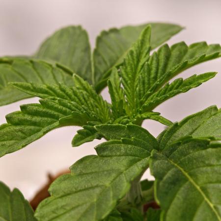 Black Light (Pheno Hunt) Wizard Trees