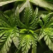 Black Light (Pheno Hunt) Wizard Trees