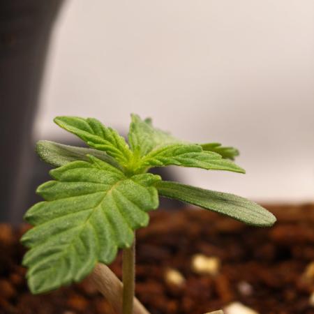 Black Light (Pheno Hunt) Wizard Trees