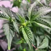 Sherbzooka #5 Apple Wood Pie / 2nd Run