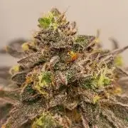 Sherbzooka - Pheno #3 - Wizard Trees
