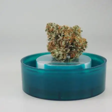 3rd Run Sherbzooka - Pheno #4/#5