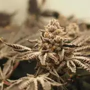 Last Dance - Pheno #1/#2 - Wizard Trees