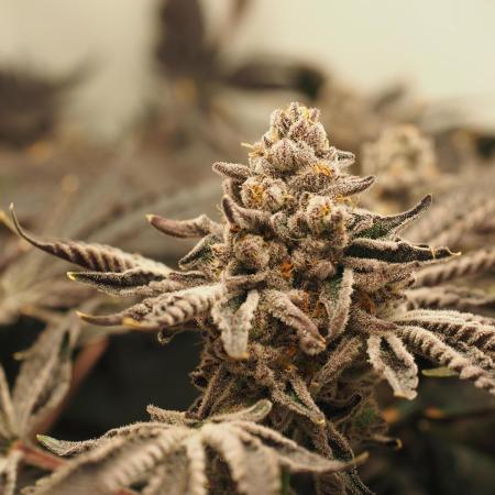 Last Dance - Pheno #1/#2 - Wizard Trees