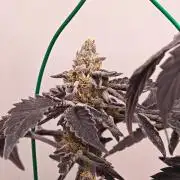Sherbzooka-Apple Wood Pie - Wizard Trees
