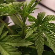 Black Light (Pheno Hunt) Wizard Trees