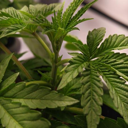 Black Light (Pheno Hunt) Wizard Trees