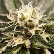 Sherbzooka #5 Apple Wood Pie / 2nd Run