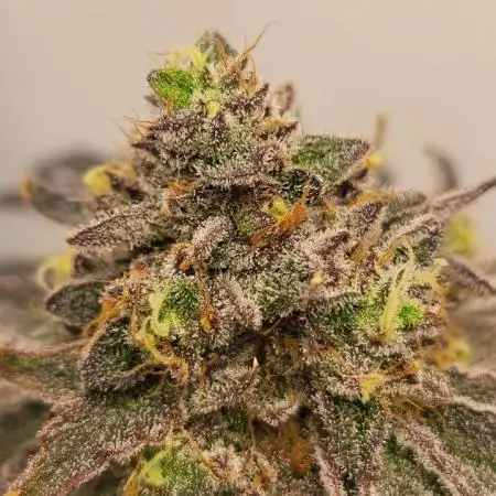 2nd Run Sherbzooka - Pheno #3
