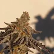 Sherbzooka-Apple Wood Pie - Wizard Trees