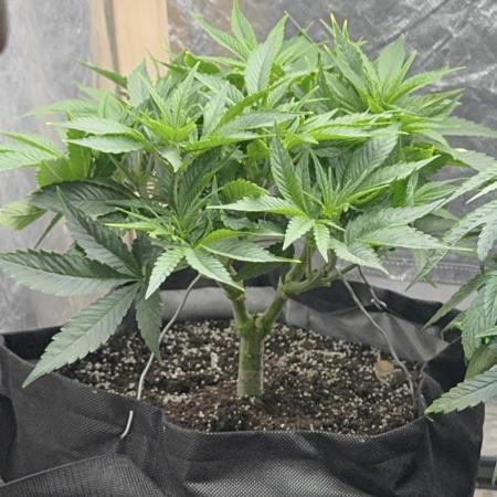My lovely Ayahuasca Purple fem Barney Farm💜💚