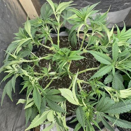 My lovely Ayahuasca Purple fem Barney Farm💜💚