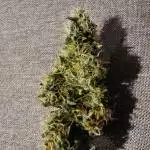 RQS Cheese Auto