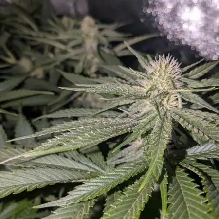 4. Grow Iced Sangria Triploids
