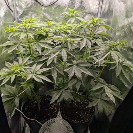 4. Grow Iced Sangria Triploids