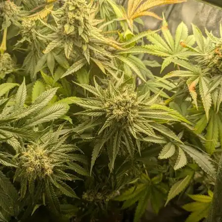 4. Grow Iced Sangria Triploids
