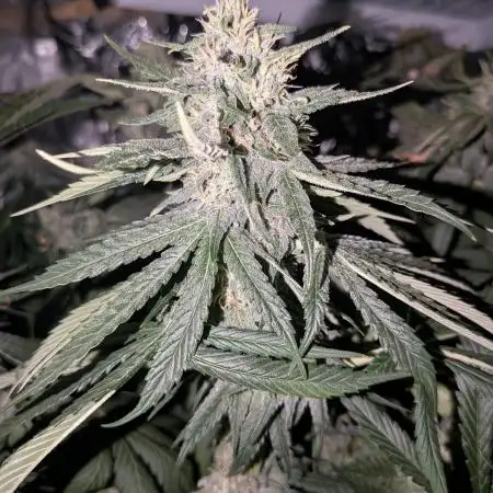 4. Grow Iced Sangria Triploids