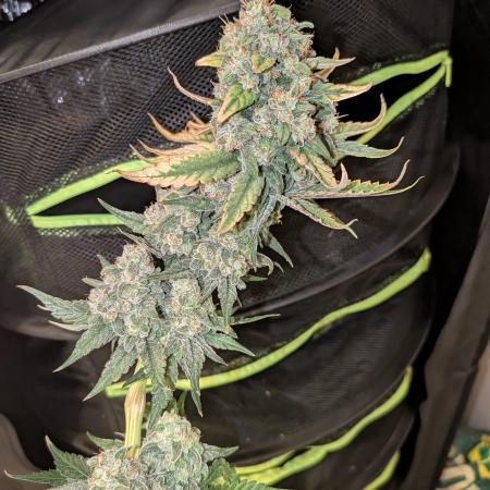 4. Grow Iced Sangria Triploids