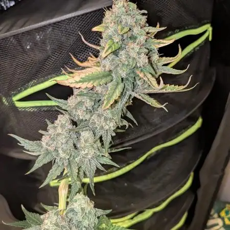 4. Grow Iced Sangria Triploids