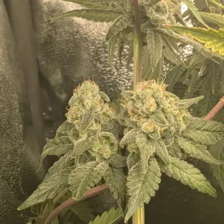 4. Grow Iced Sangria Triploids
