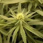 4. Grow Iced Sangria Triploids