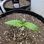 Apricot Auto
