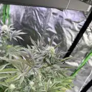 Cali-Octane & Tangie land