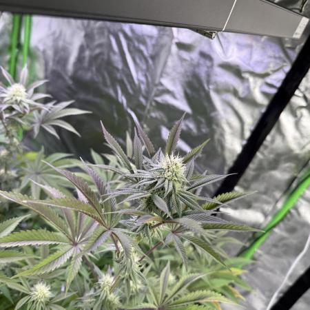 Cali-Octane & Tangie land