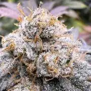 Cali-Octane & Tangie land