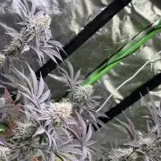 Cali-Octane & Tangie land