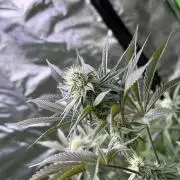 Cali-Octane & Tangie land